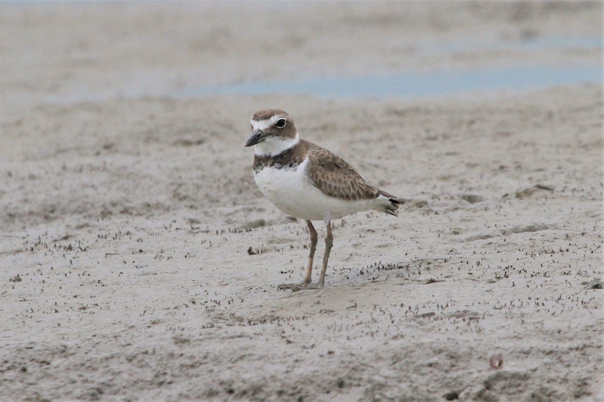 Wilson's Plover - ML130590991