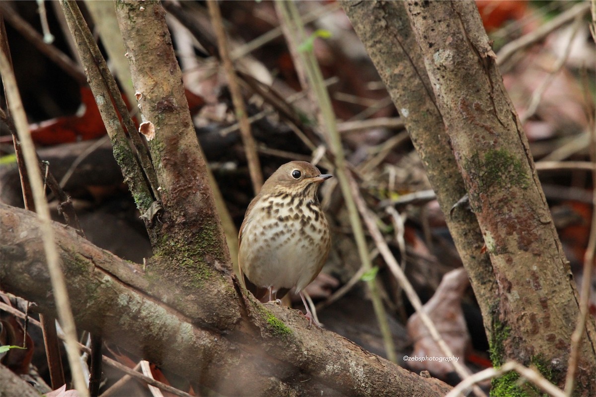 Hermit Thrush - ML130591541