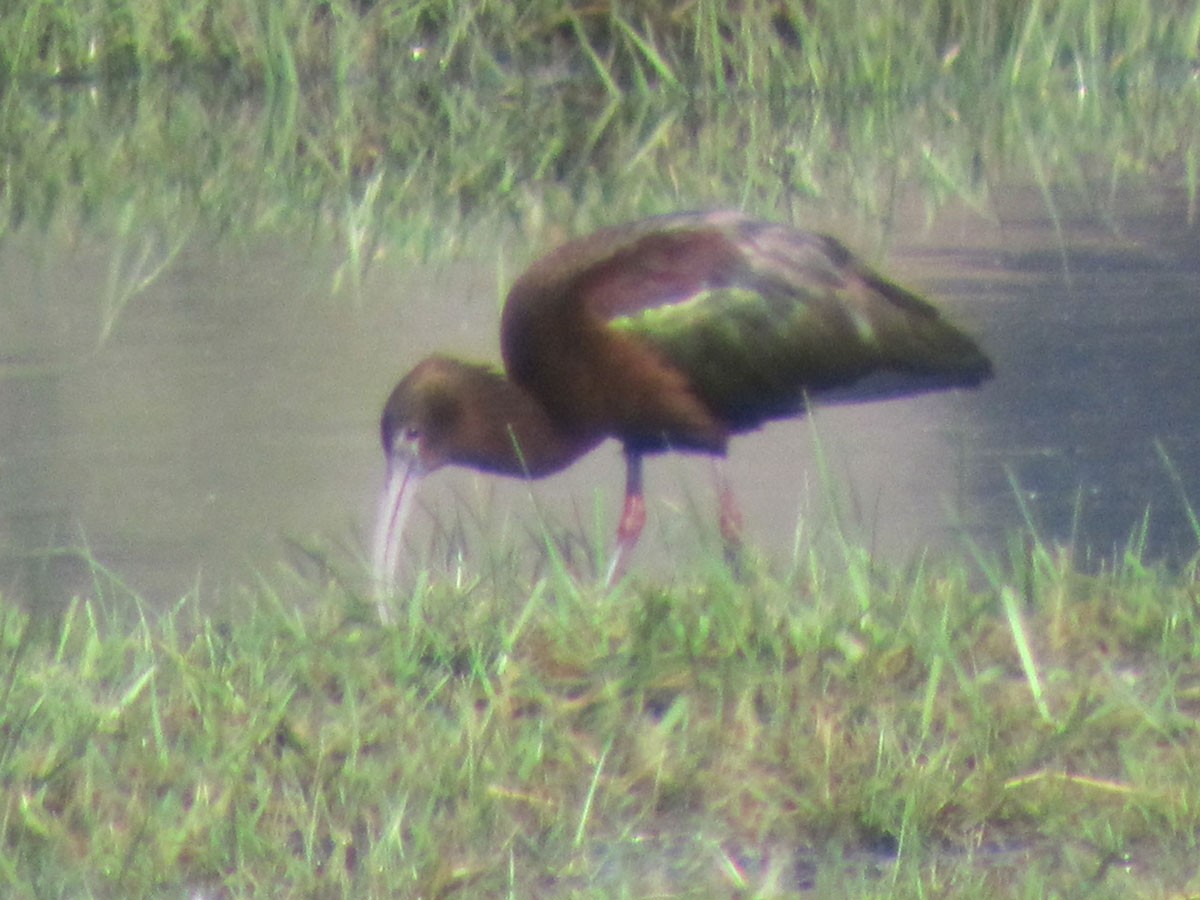 Ibis falcinelle - ML130592051