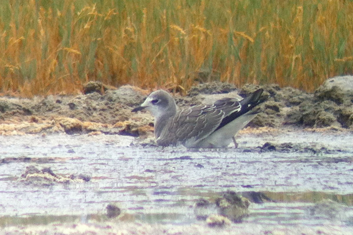 Sabine's Gull - Noah Strycker