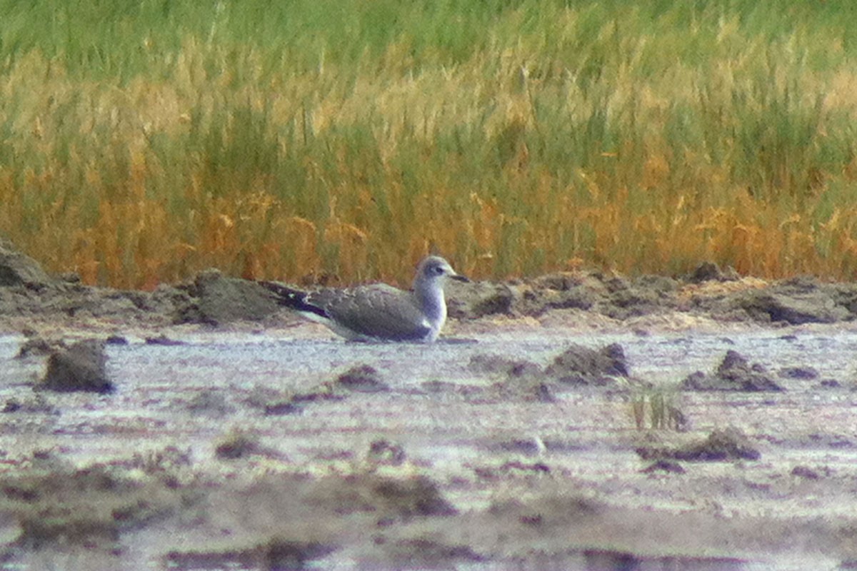 Sabine's Gull - Noah Strycker