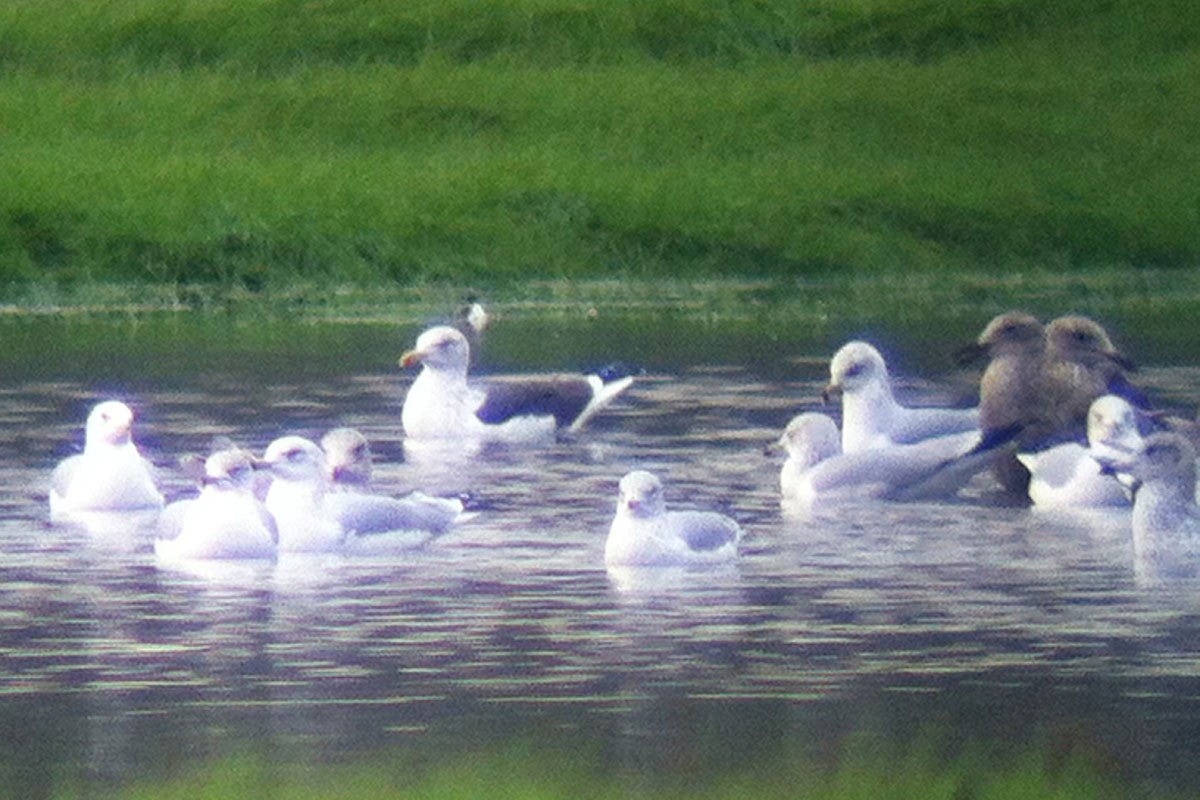 Lesser Black-backed Gull - ML130592181