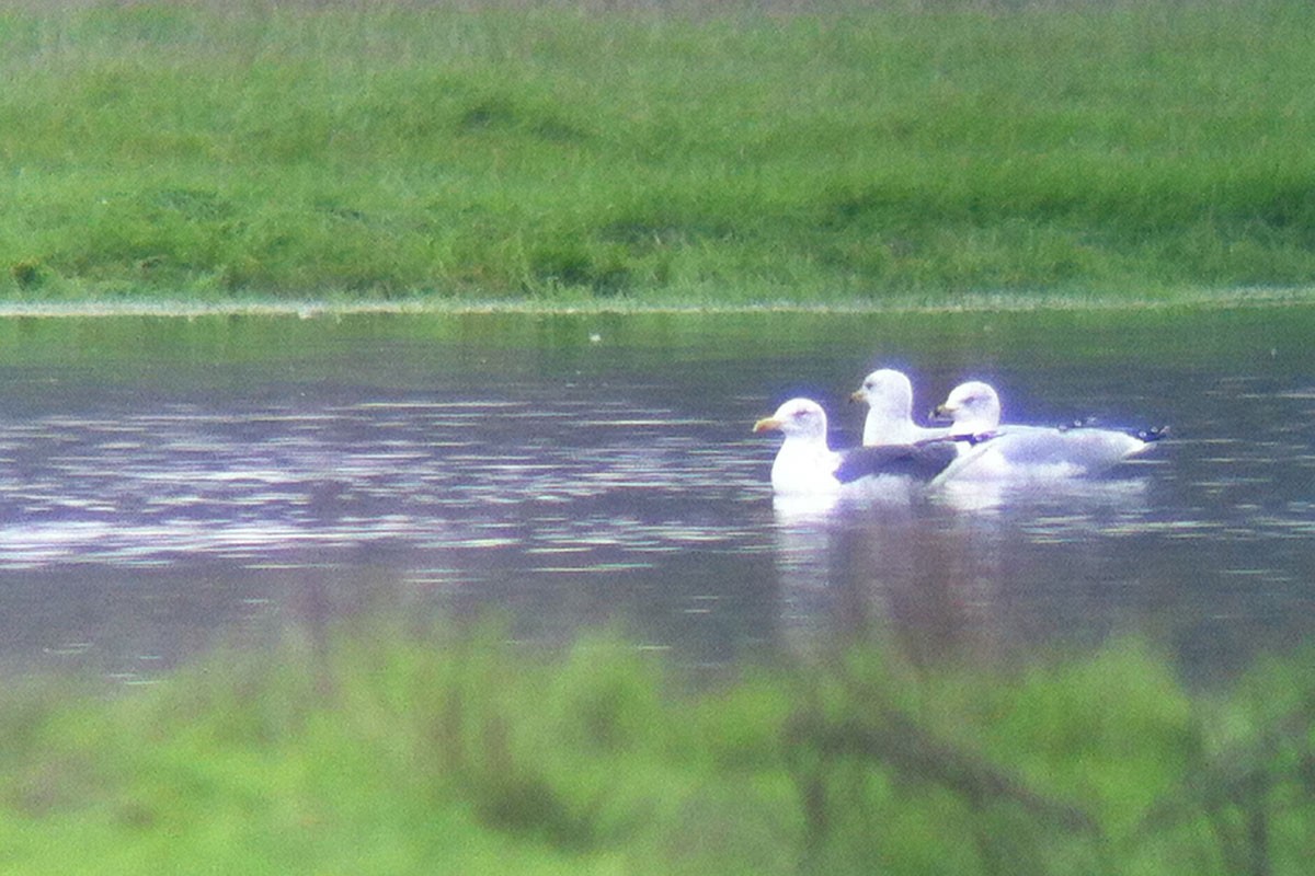 Lesser Black-backed Gull - ML130592221