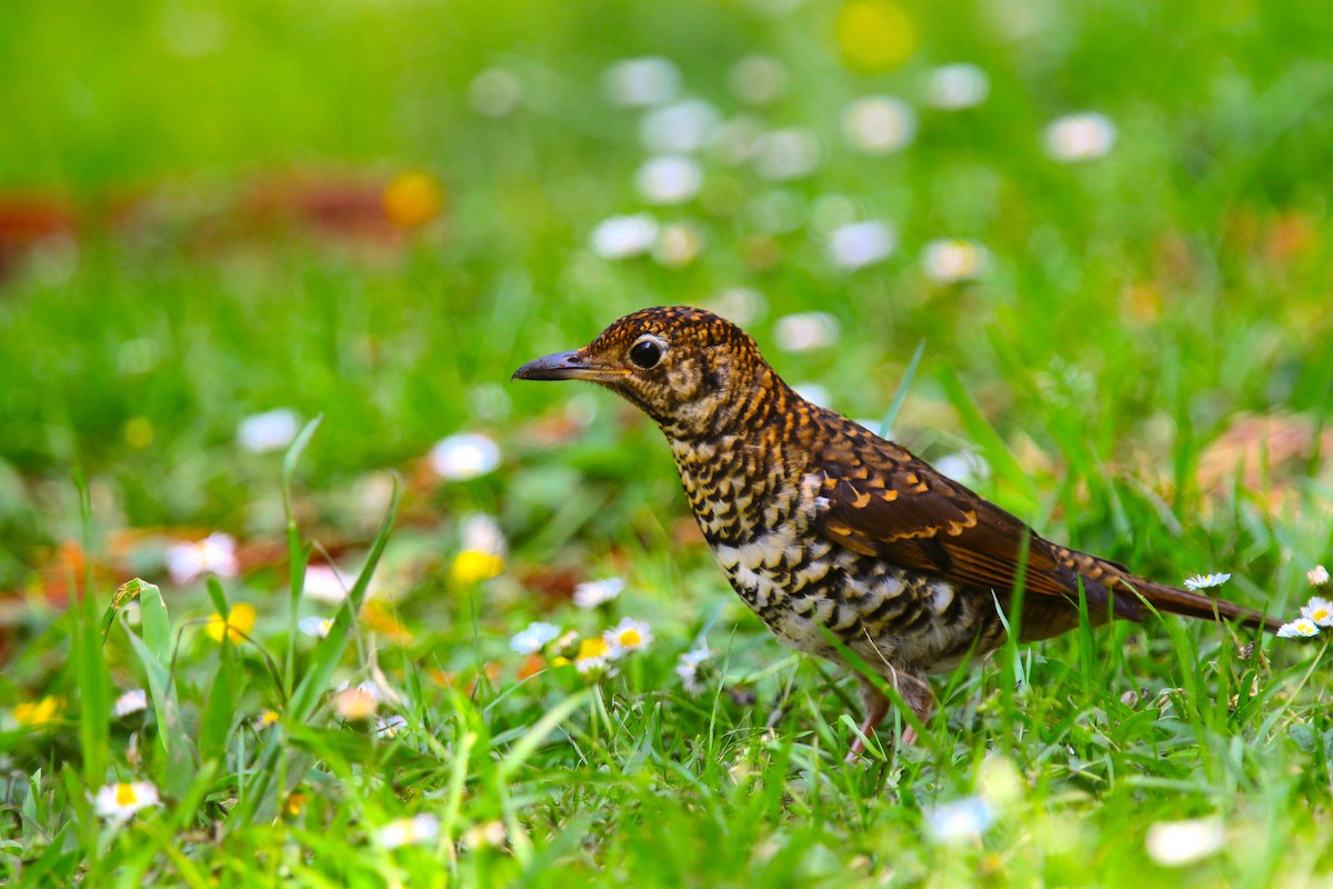 Bassian Thrush - ML130592331