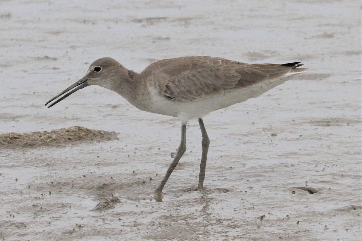 Willet - ML130592581