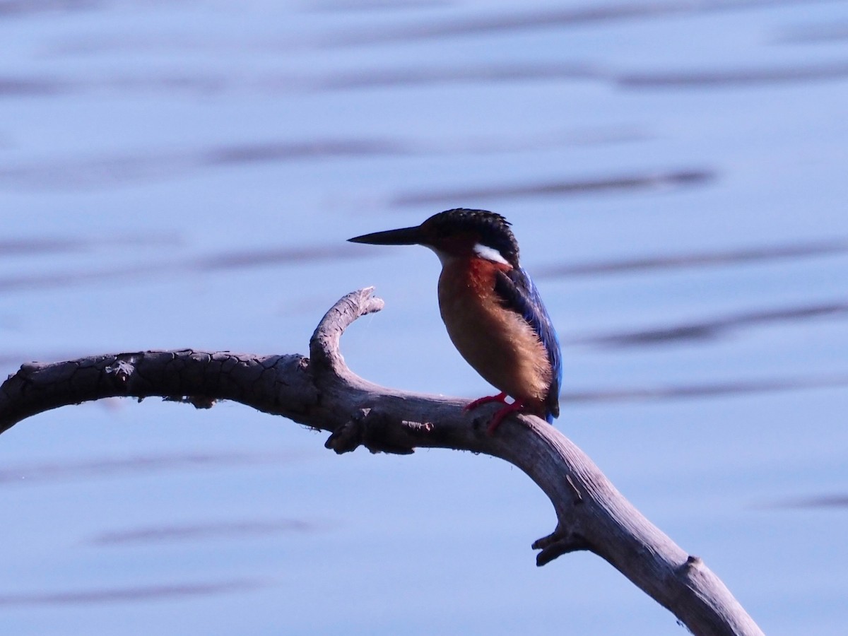 Malagasy Kingfisher - ML130593231