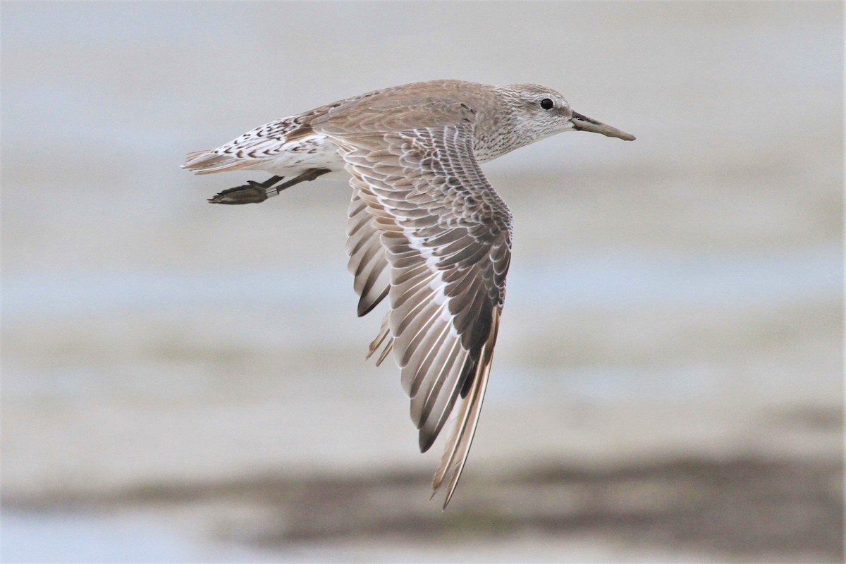 Red Knot - ML130594161