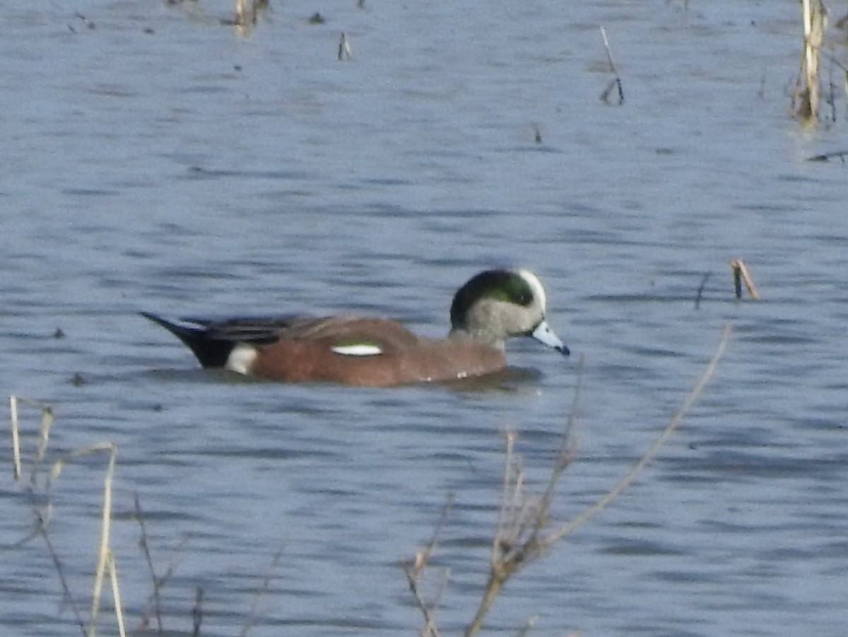 American Wigeon - Clay Bliznick