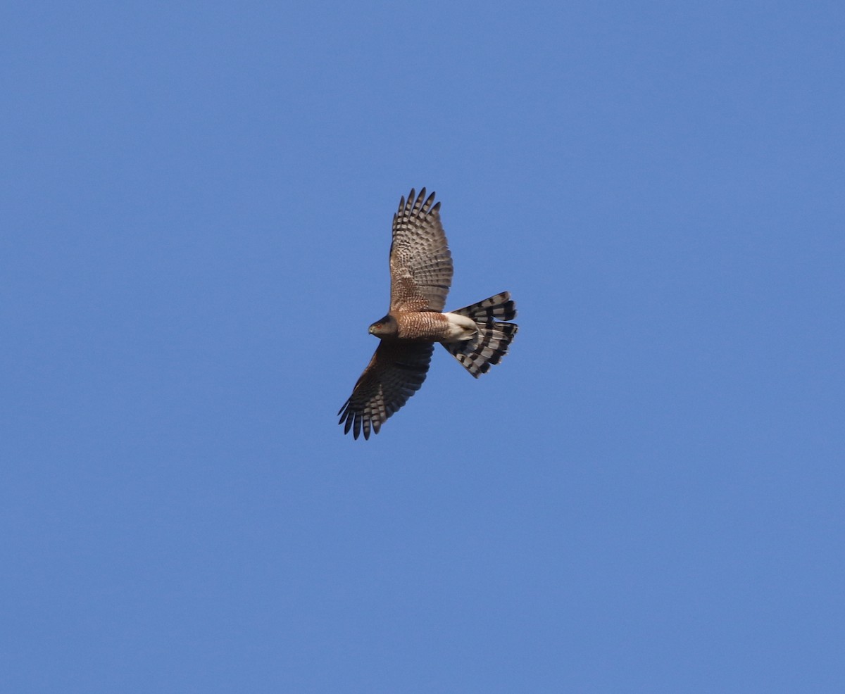 Cooper's Hawk - ML130596541