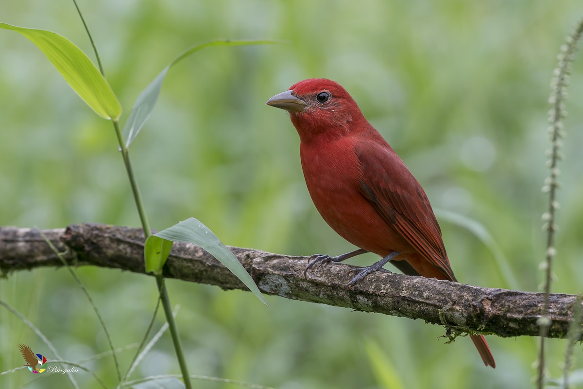 Summer Tanager - fernando Burgalin Sequeria