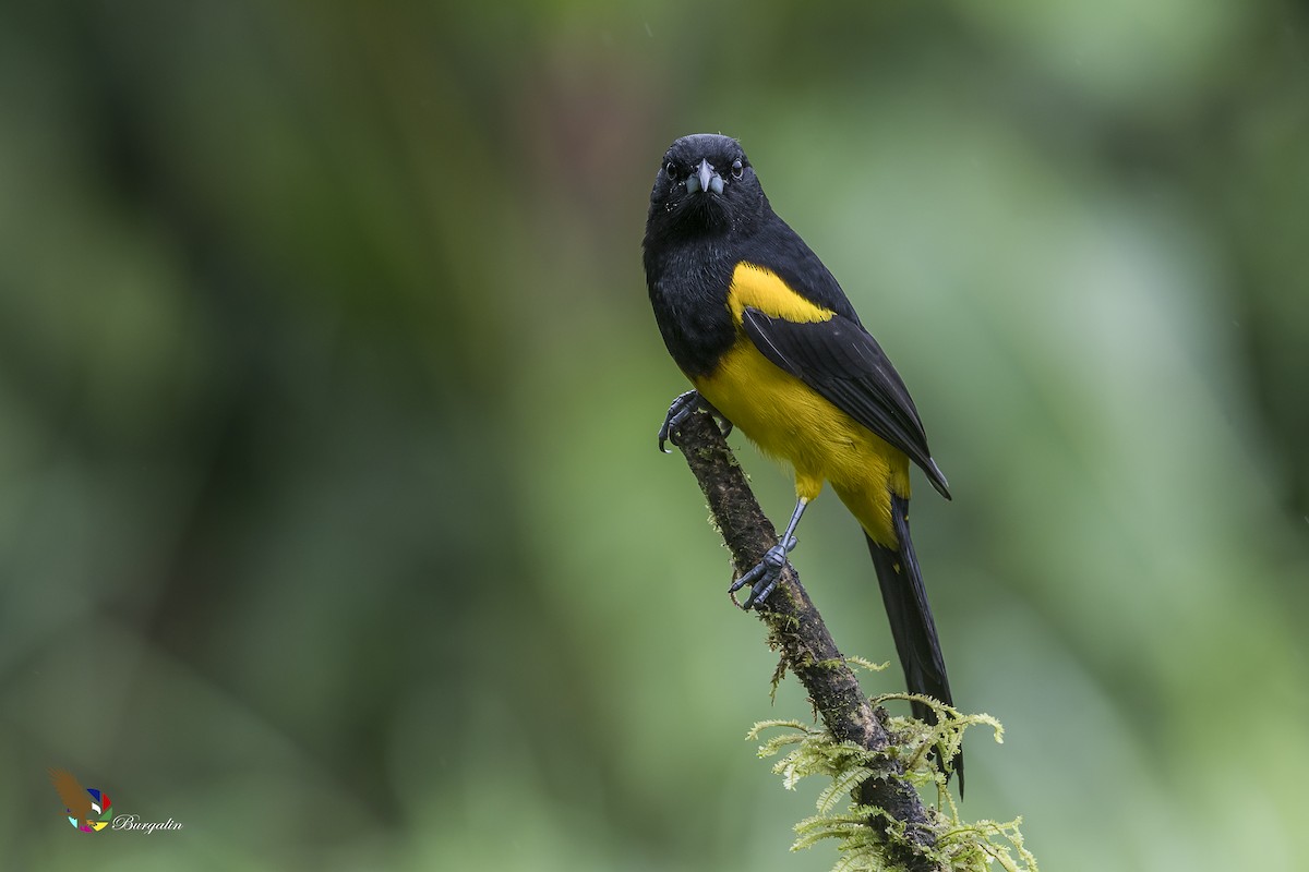 Black-cowled Oriole - ML130596941