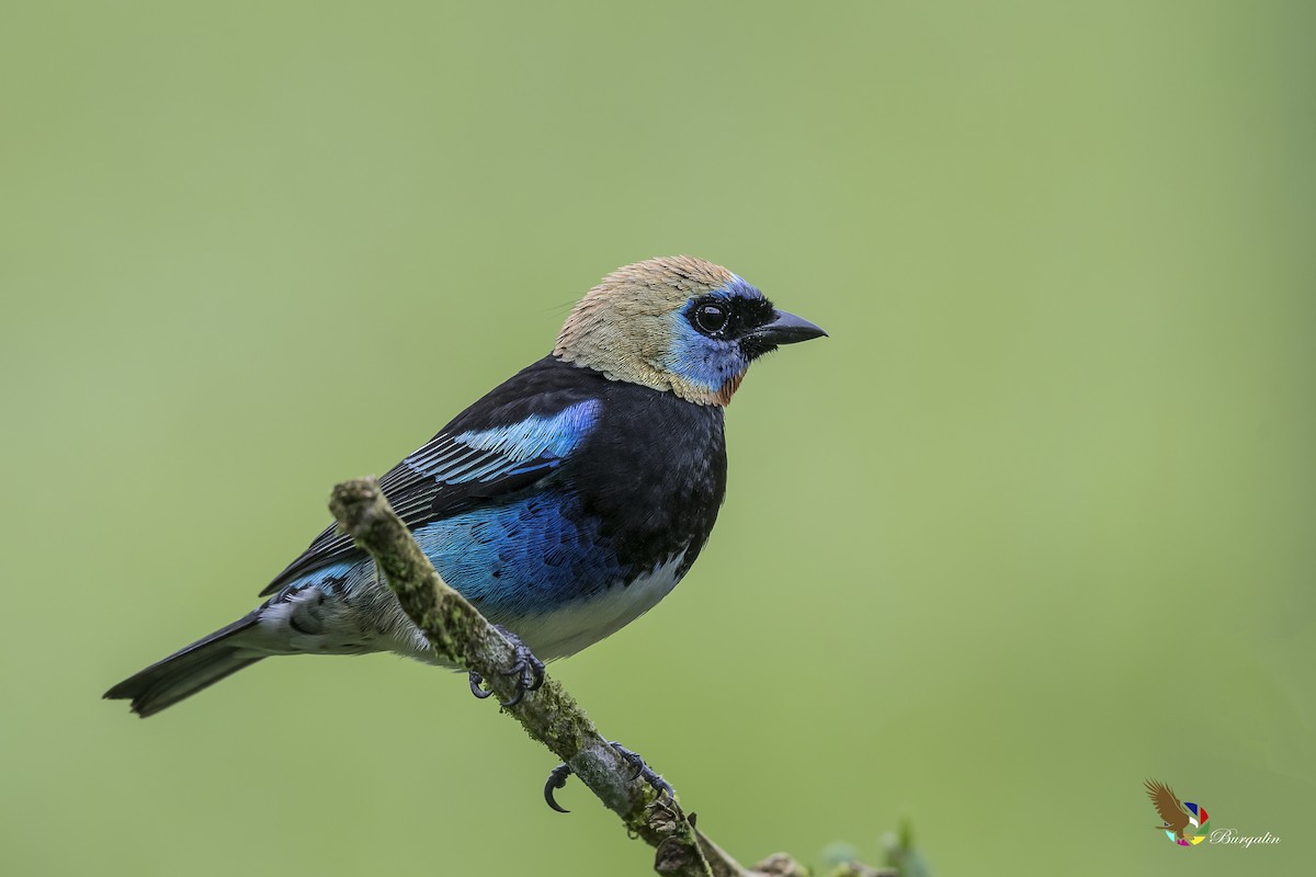 Golden-hooded Tanager - ML130596971