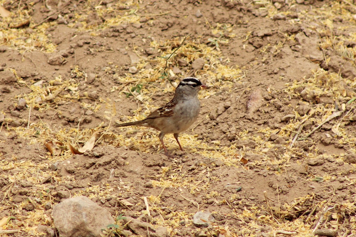 White-crowned Sparrow - ML130597591