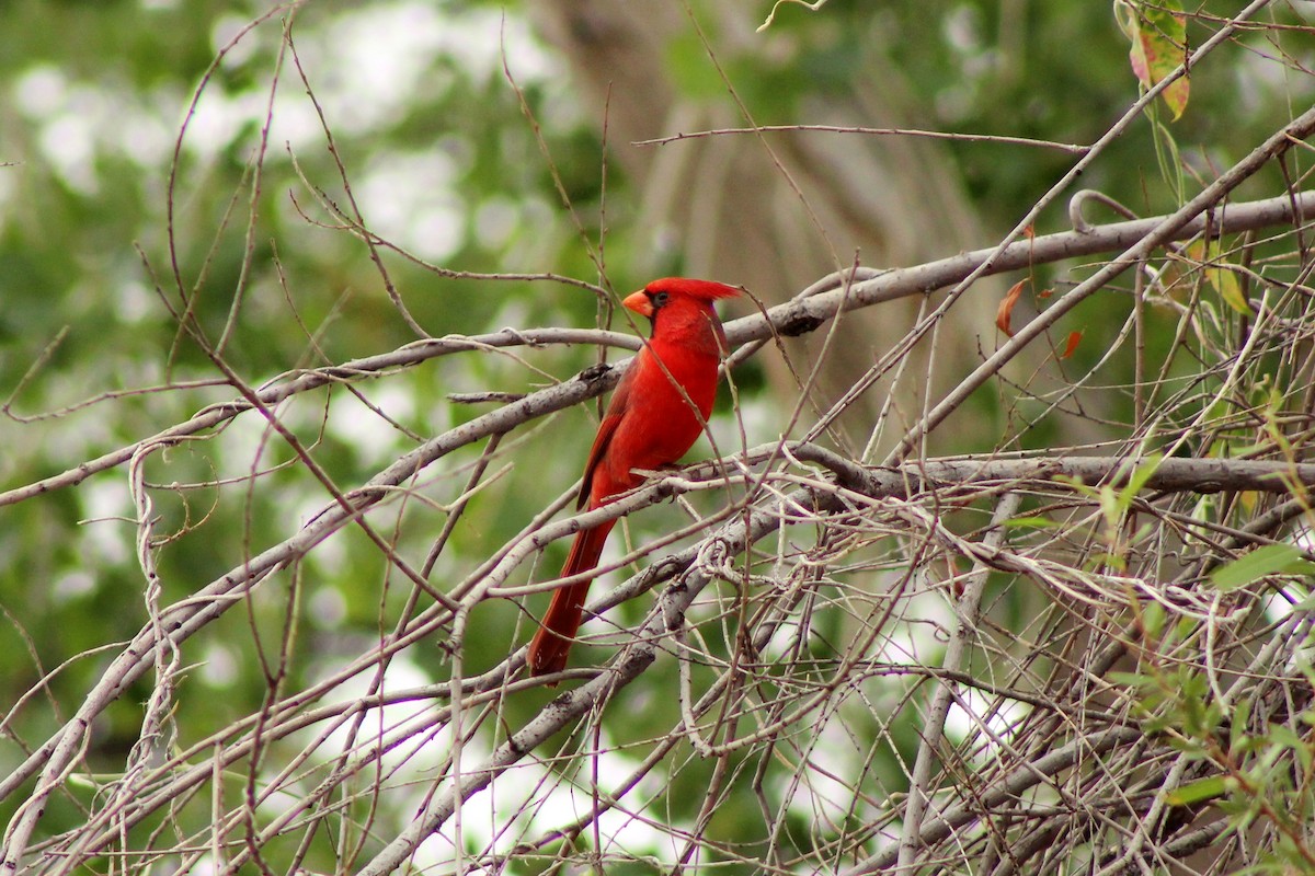 Cardinal rouge - ML130597641
