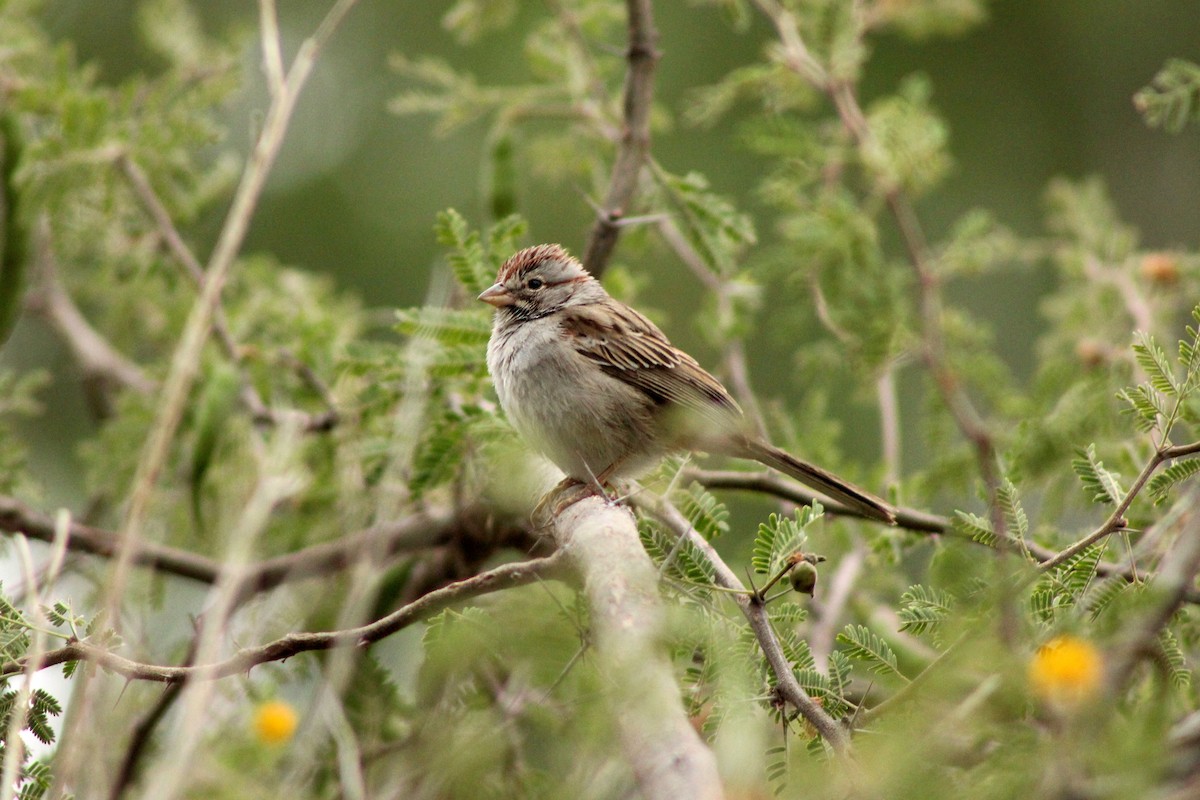 Rufous-winged Sparrow - ML130597651