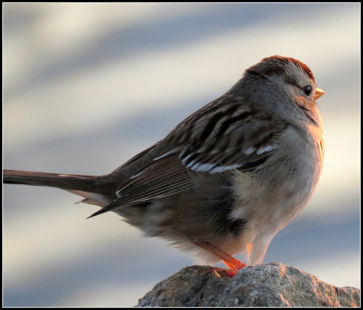 White-crowned Sparrow - Peter Gordon