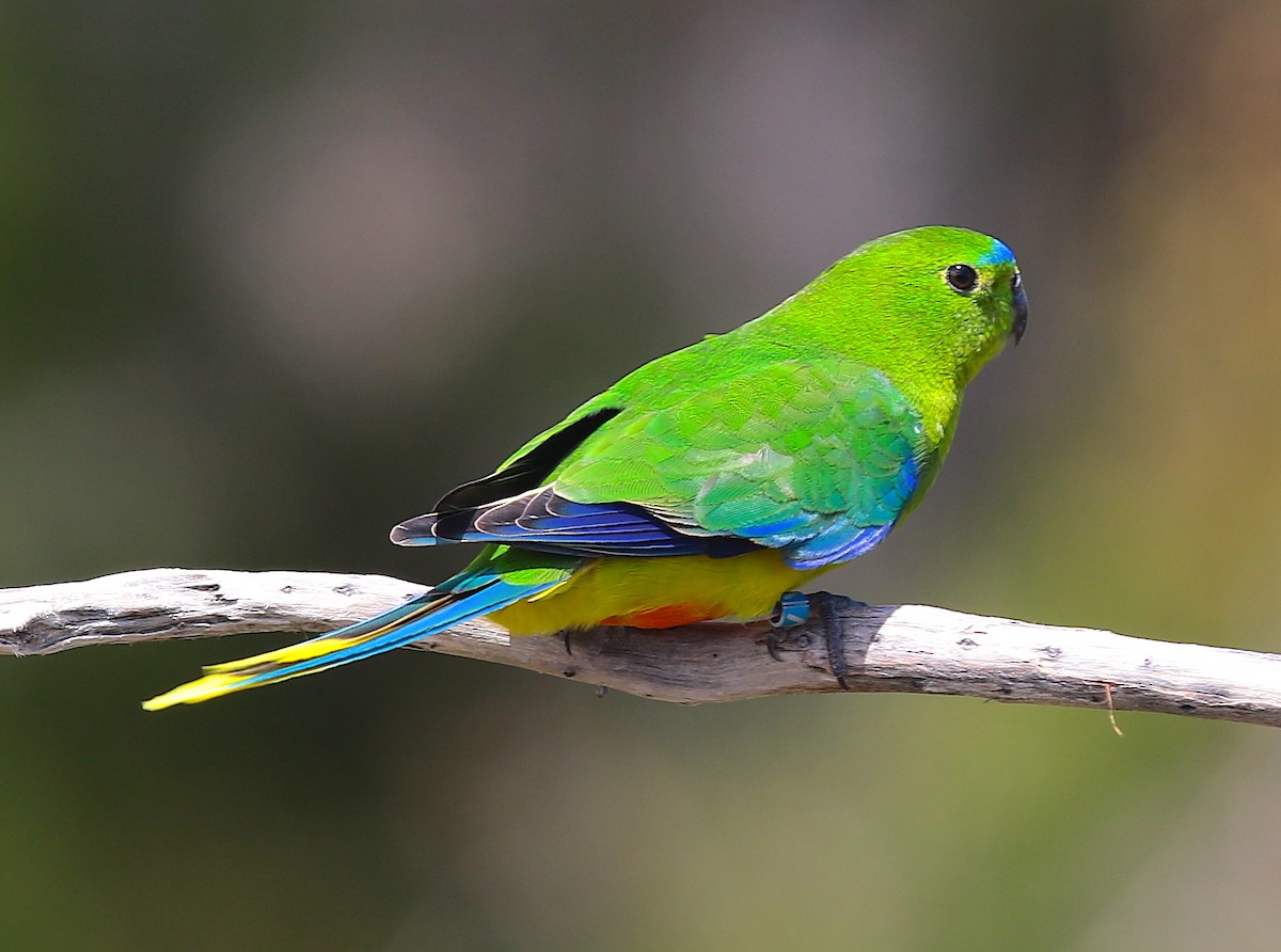 Orange-bellied Parrot - Anonymous