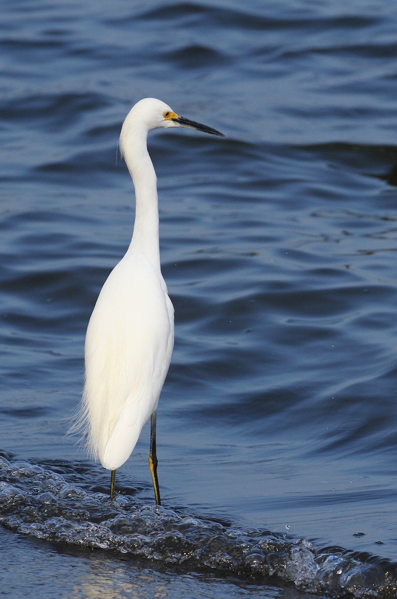 Snowy Egret - ML130598661