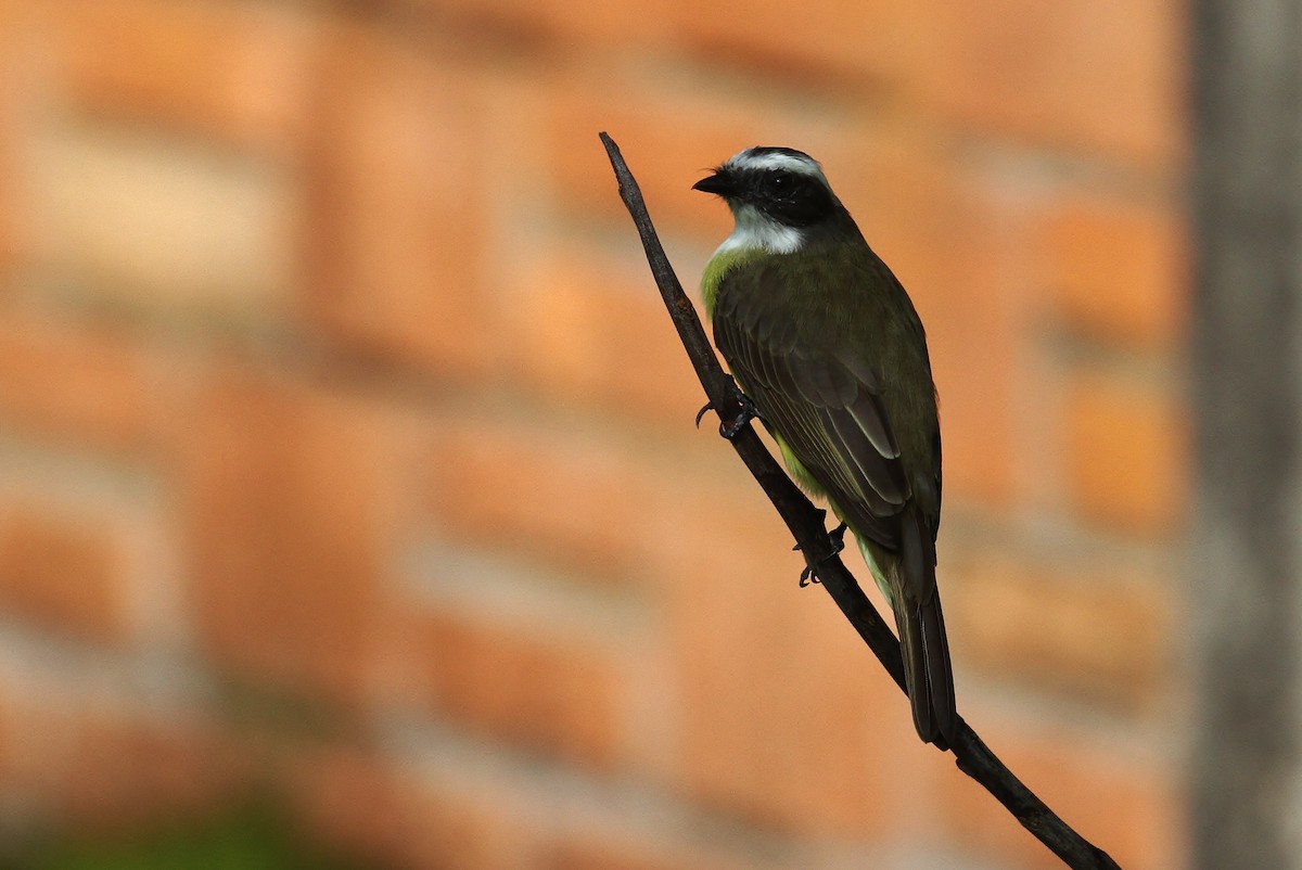 Social Flycatcher - ML130598701