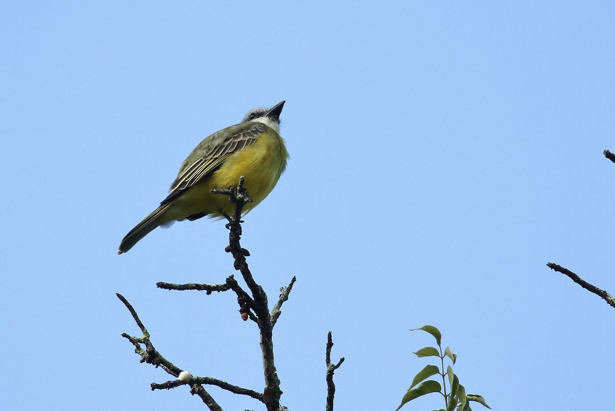 Tropical Kingbird - ML130598981