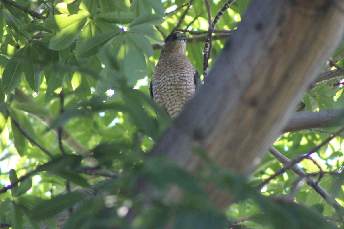 Cooper's Hawk - ML130599581