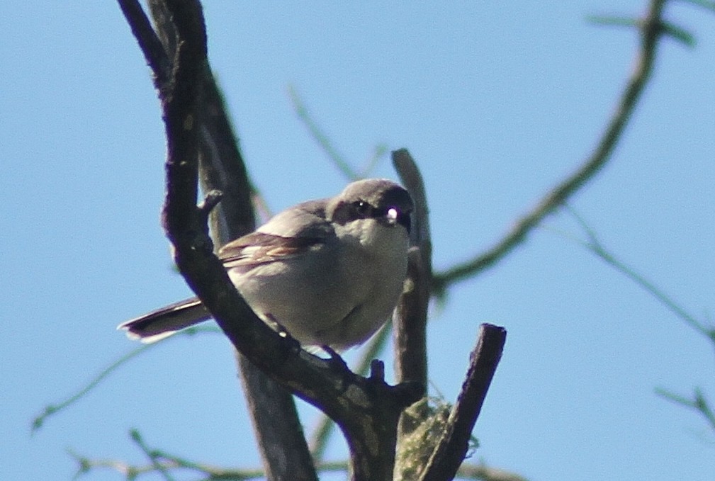 Loggerhead Shrike - Mark Hays