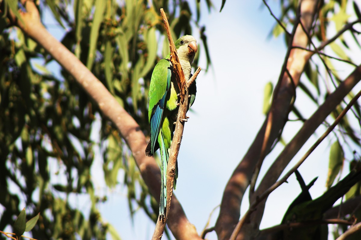 Monk Parakeet - ML130600091