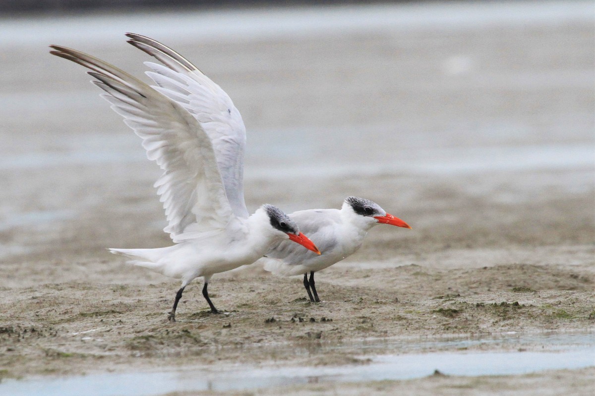 Caspian Tern - ML130600261