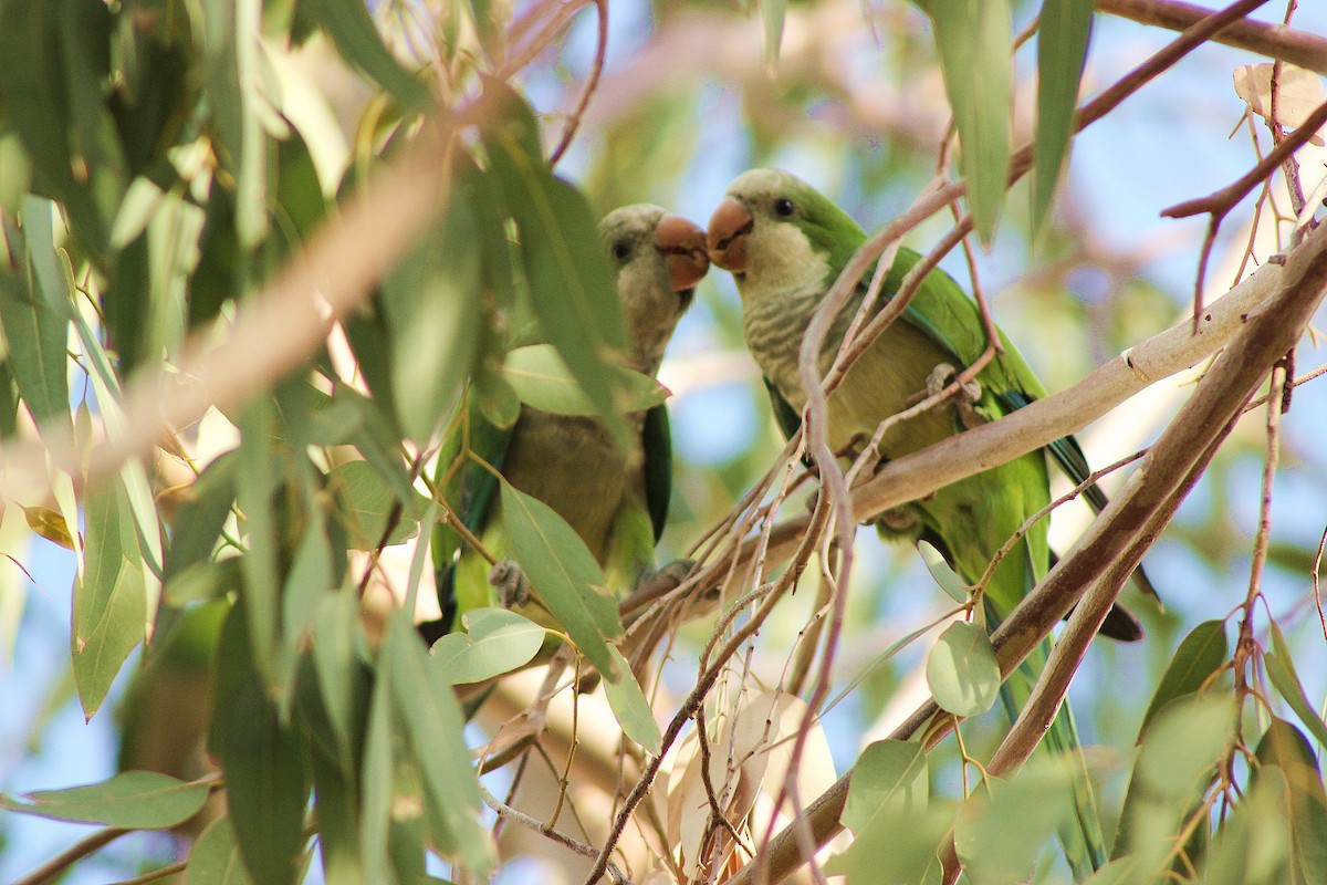 Monk Parakeet - ML130600281