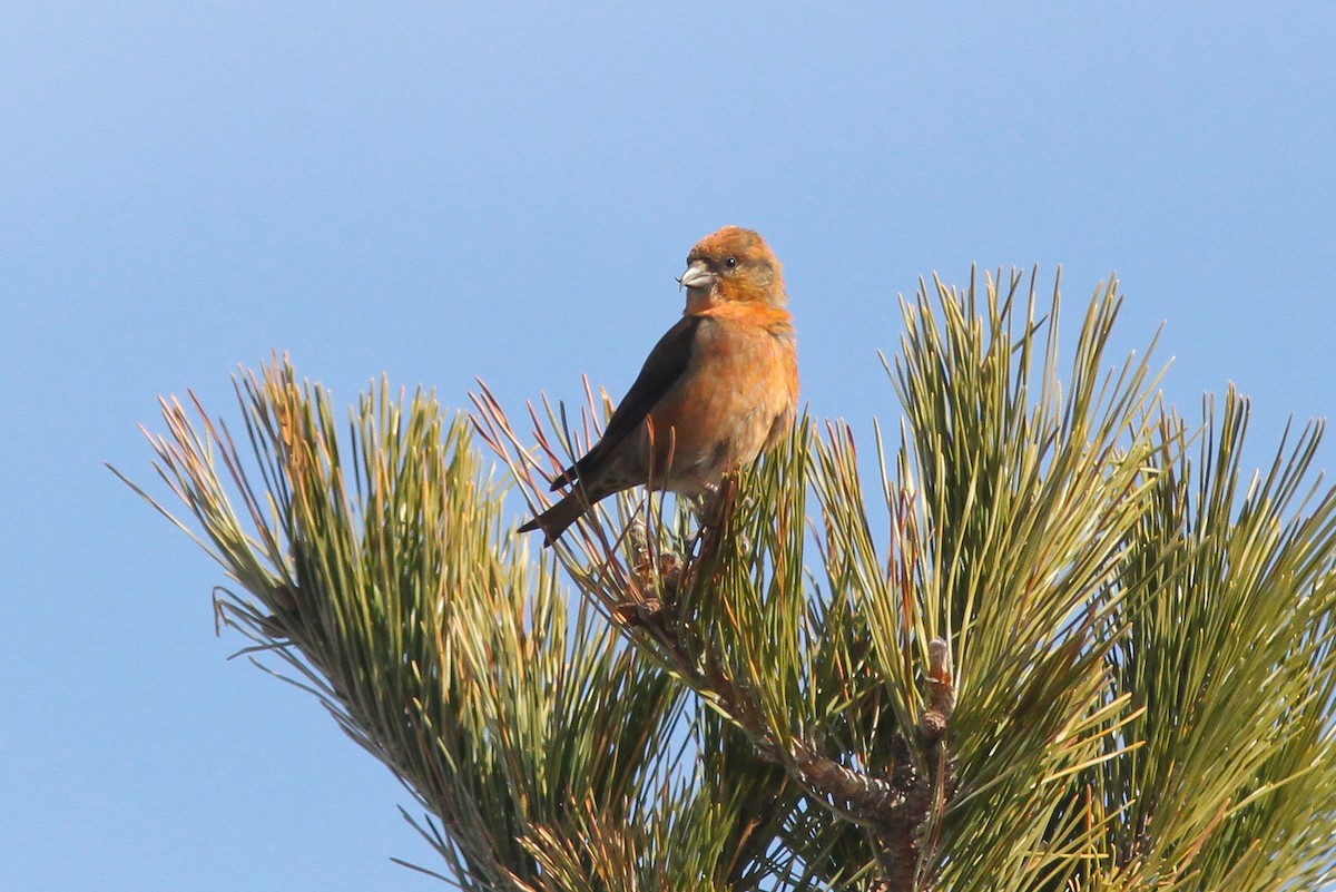 Red Crossbill (Western Hemlock or type 3) - Michael O'Brien