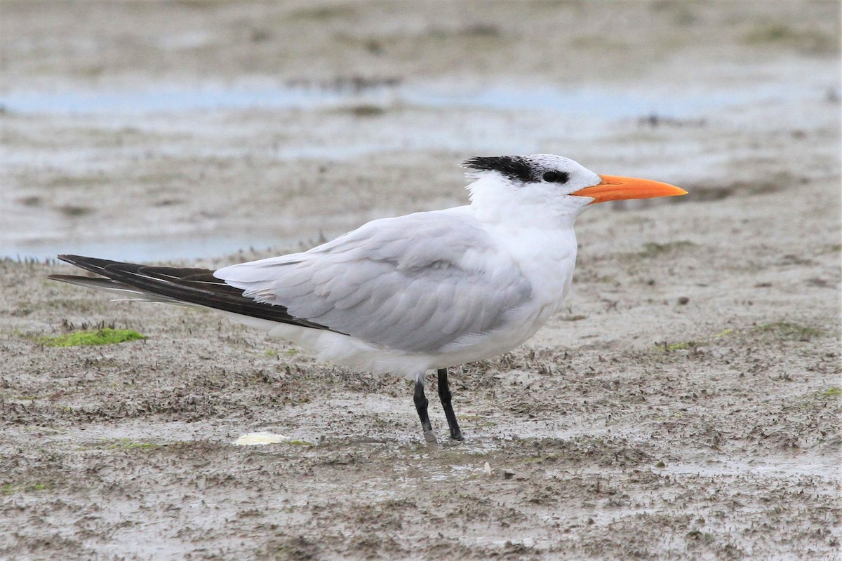 Royal Tern - ML130601031