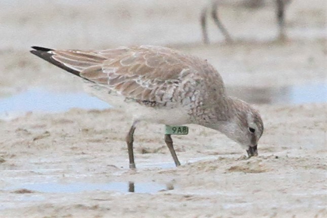 Red Knot - ML130601511