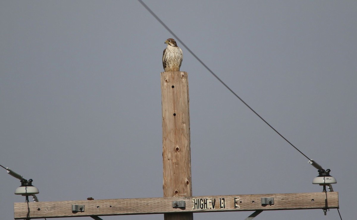 Prairie Falcon - ML130601941