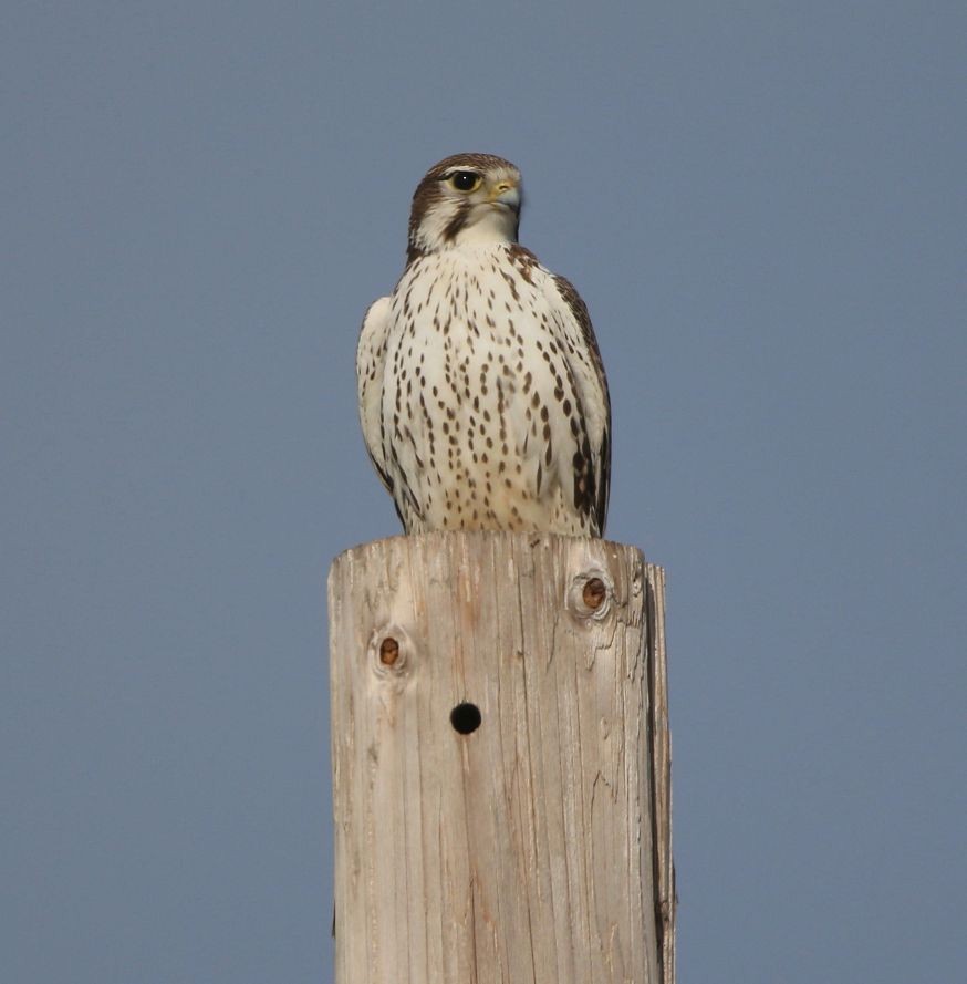 Prairie Falcon - ML130602131