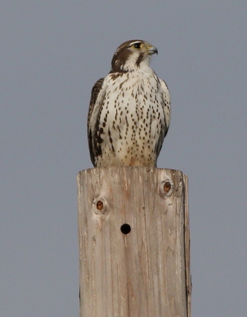 Prairie Falcon - ML130602401