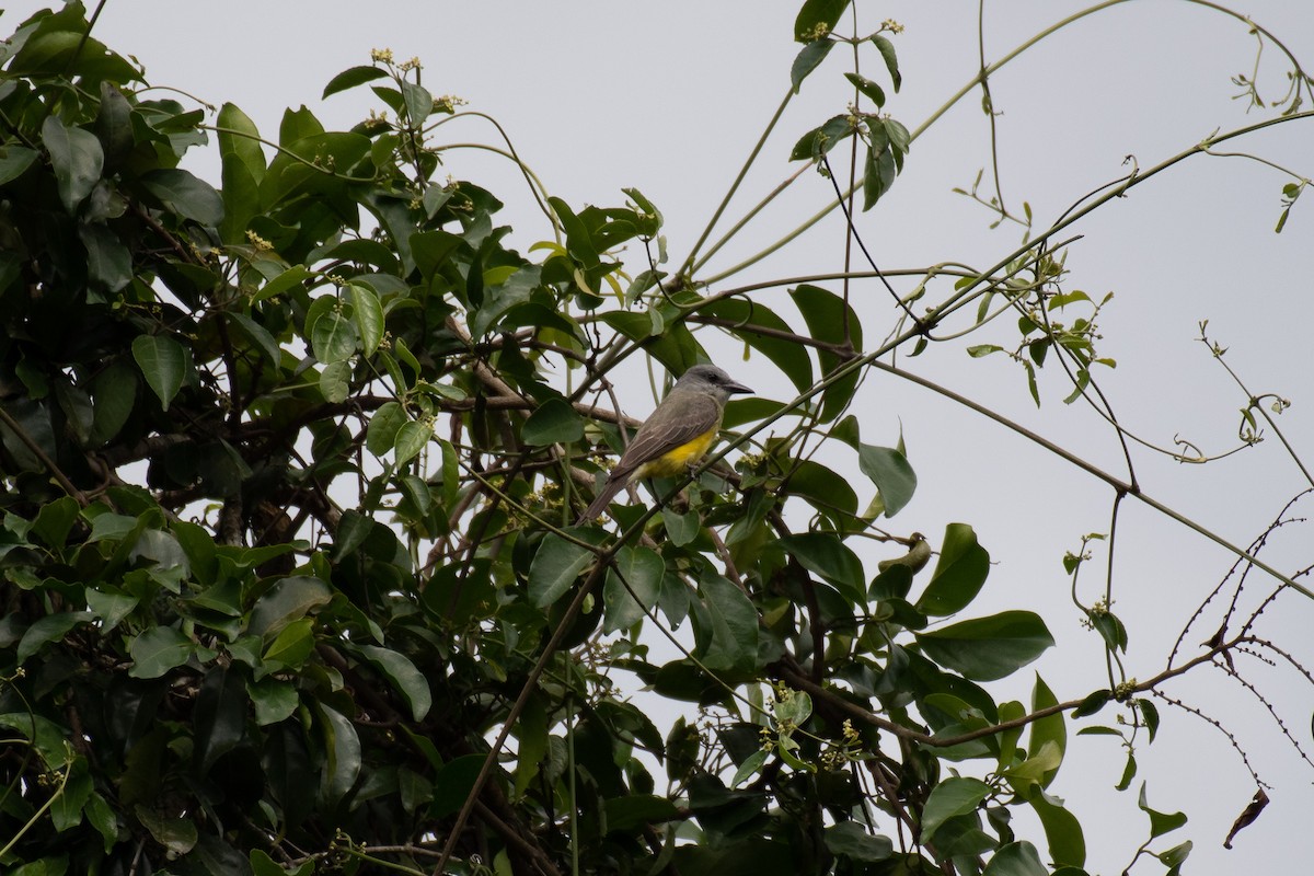 Tropical Kingbird - ML130605431