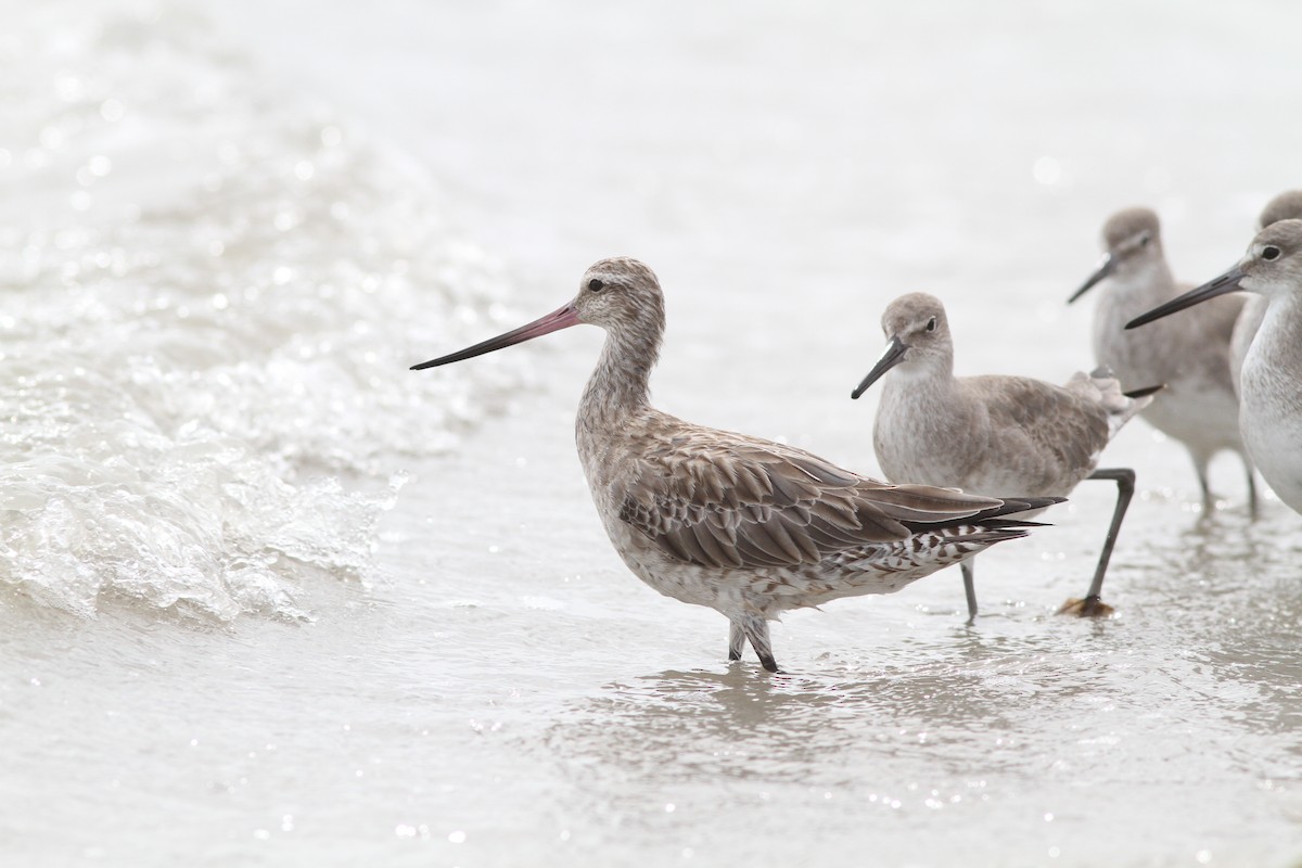 Bar-tailed Godwit (Siberian) - ML130606411
