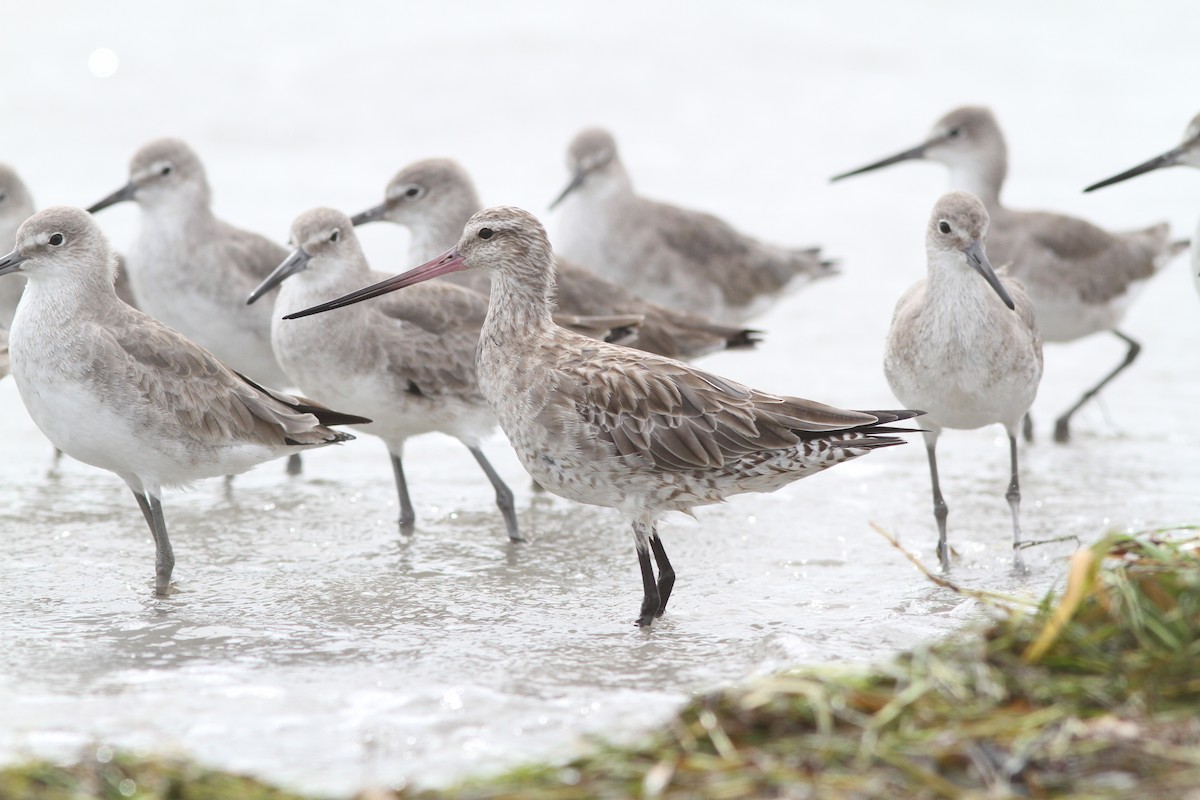 Bar-tailed Godwit (Siberian) - ML130606461