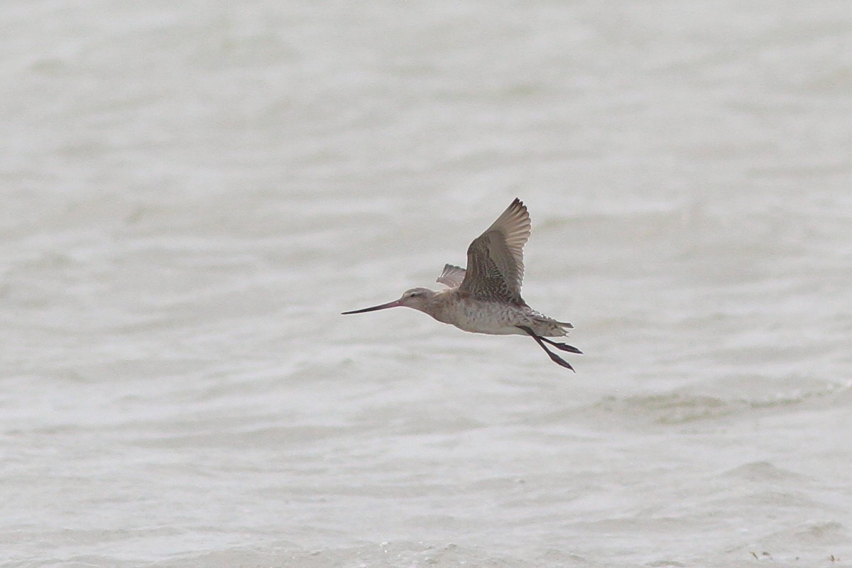 Bar-tailed Godwit (Siberian) - ML130606811