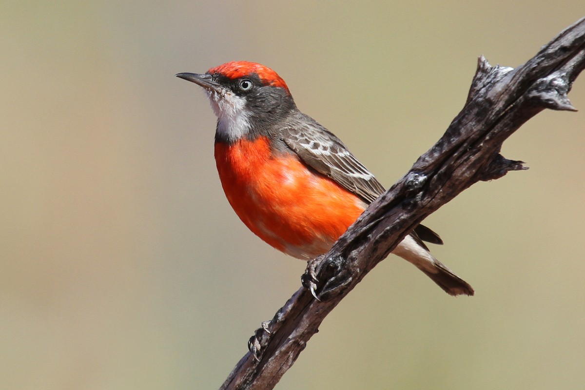 Crimson Chat - Margot Oorebeek