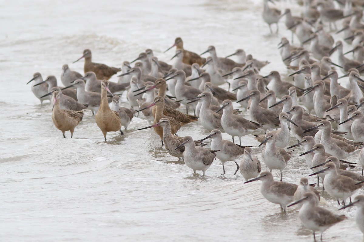 Bar-tailed Godwit (Siberian) - ML130606881