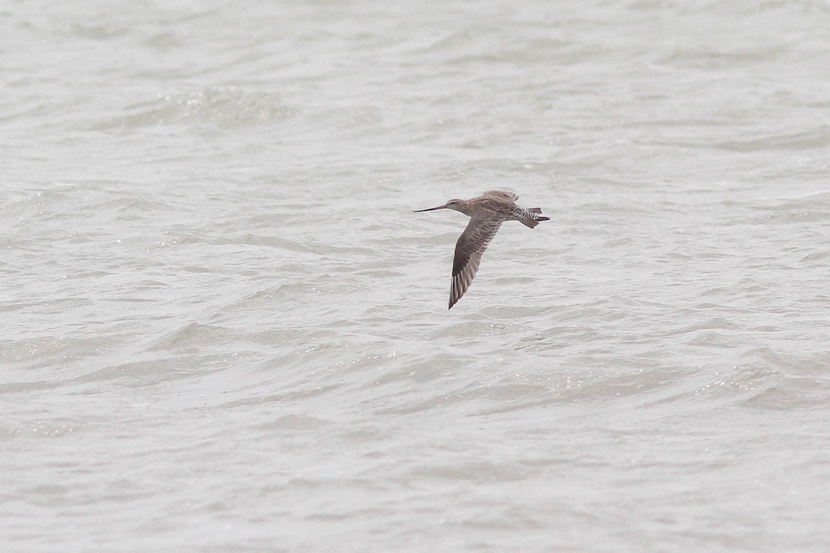 Bar-tailed Godwit (Siberian) - ML130607331