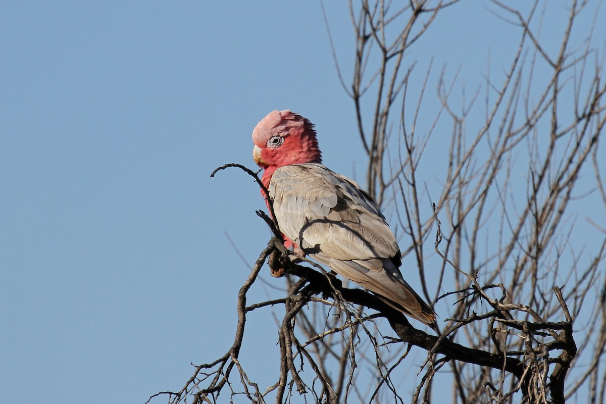 rosenkakadu - ML130607491