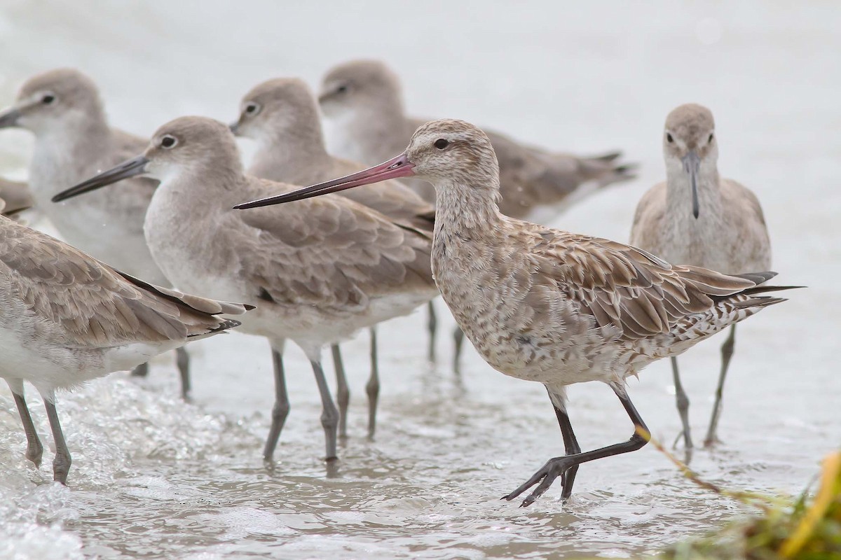 Bar-tailed Godwit (Siberian) - ML130607731