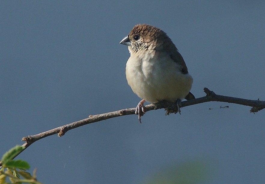 Indian Silverbill - ML130607991