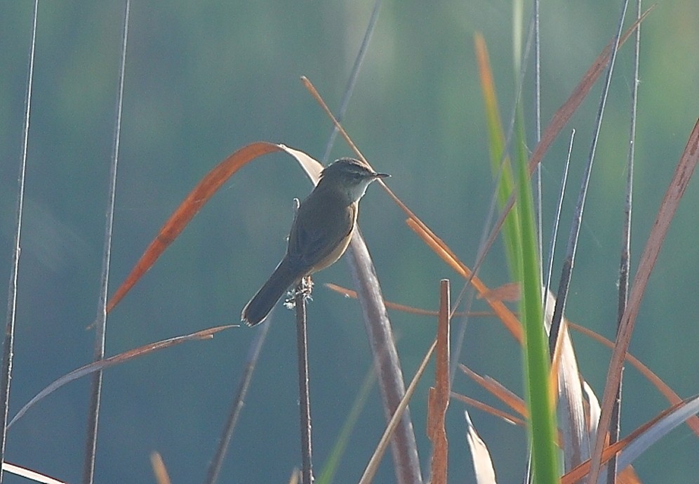 Paddyfield Warbler - ML130609031