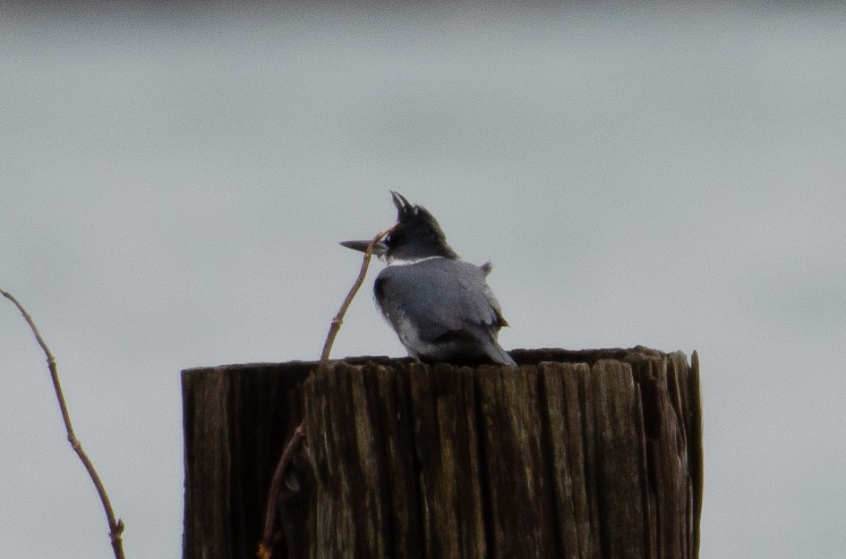 Belted Kingfisher - ML130609381
