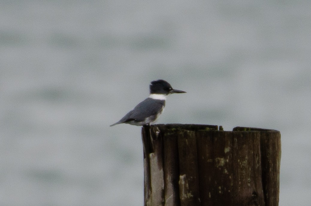 Belted Kingfisher - ML130609401