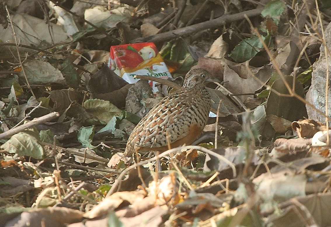 Barred Buttonquail - ML130611581