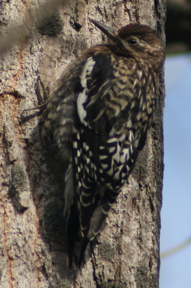 Yellow-bellied Sapsucker - ML130611801